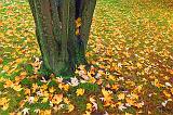 Autumn Ground Cover_09125-6